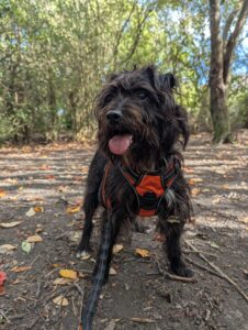 Pet Image